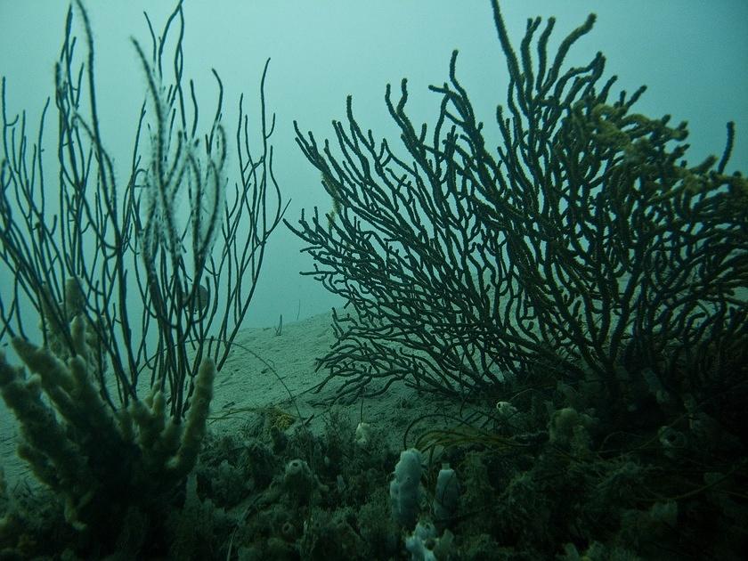 Gorgonians and the sand line