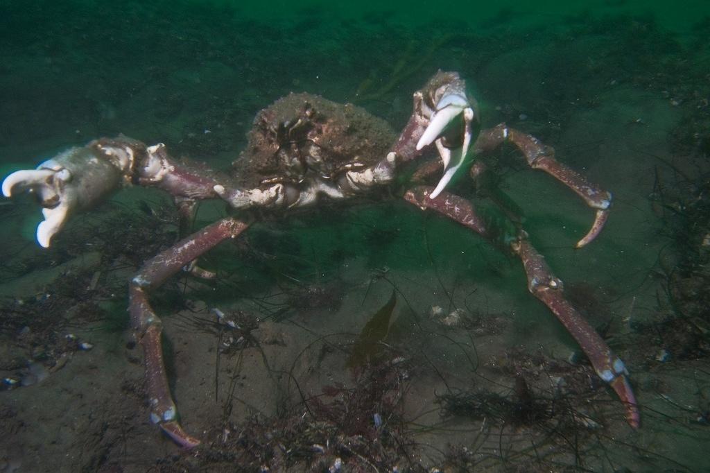 A large sheep crab wants a fight