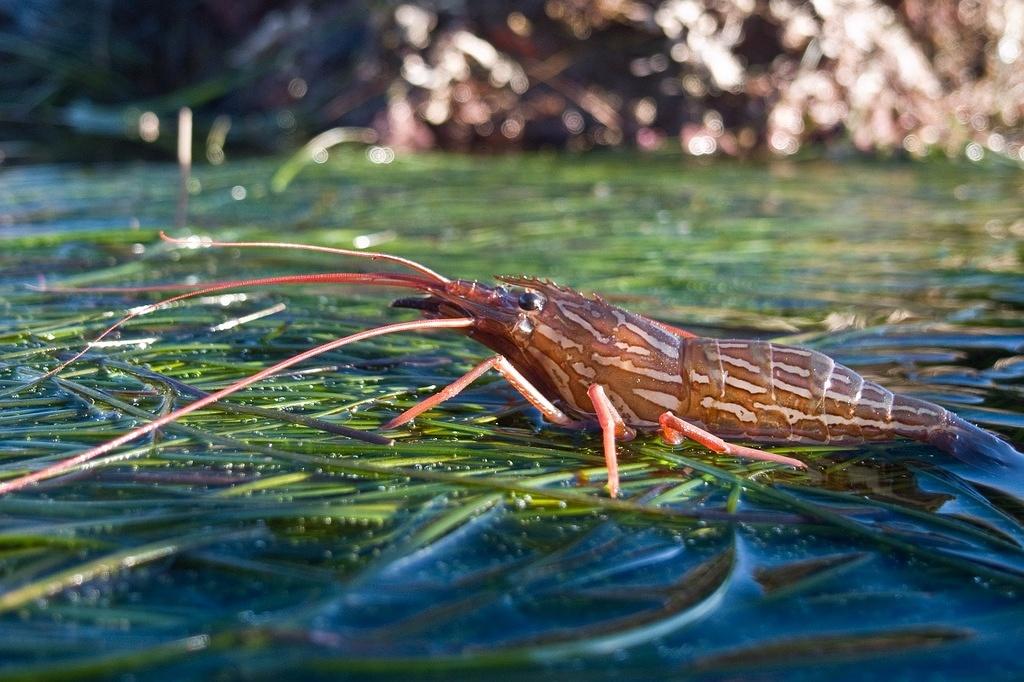 Red rock shrimp on the surf grass