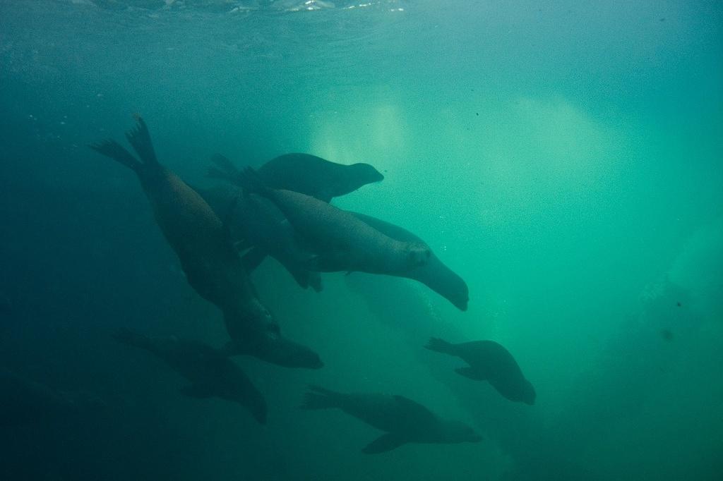 A pack of sea lions roaming the oil rig supports