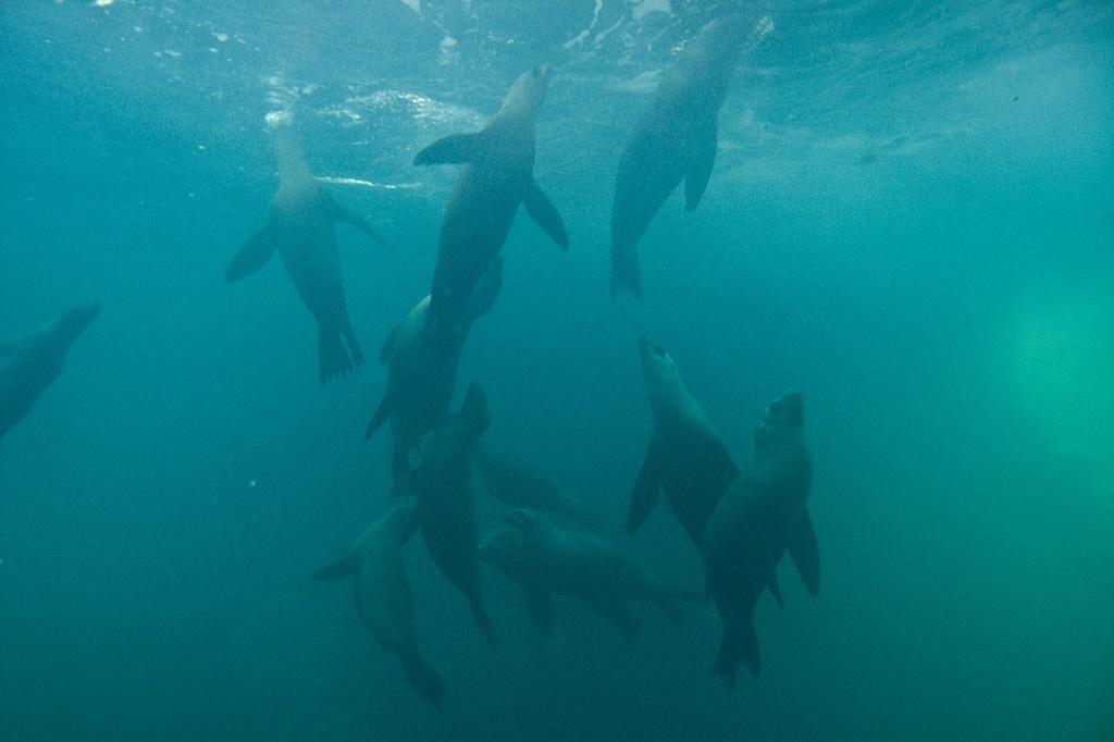 Sea lions coming up for air