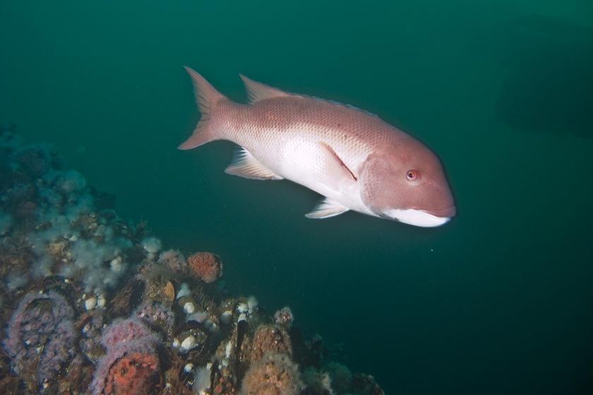 Sheephead over a support