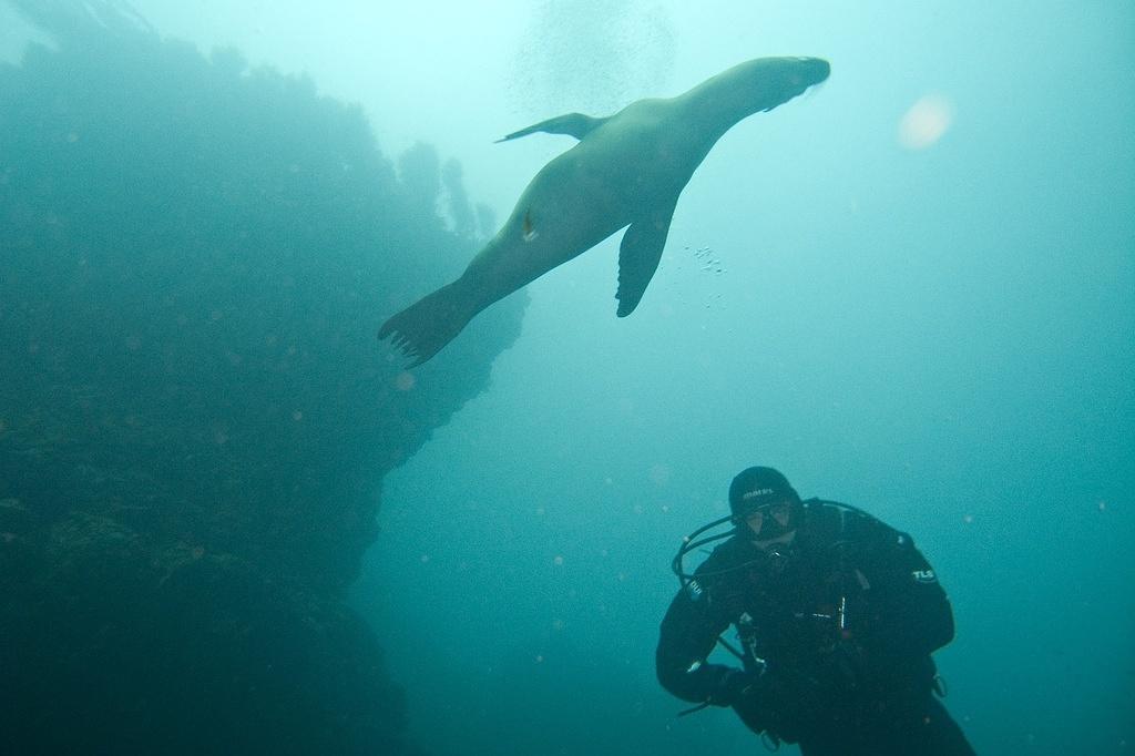 A sea lion visits Adam