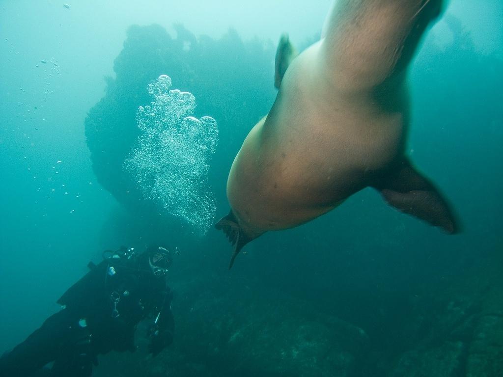 Sea lion zooming by