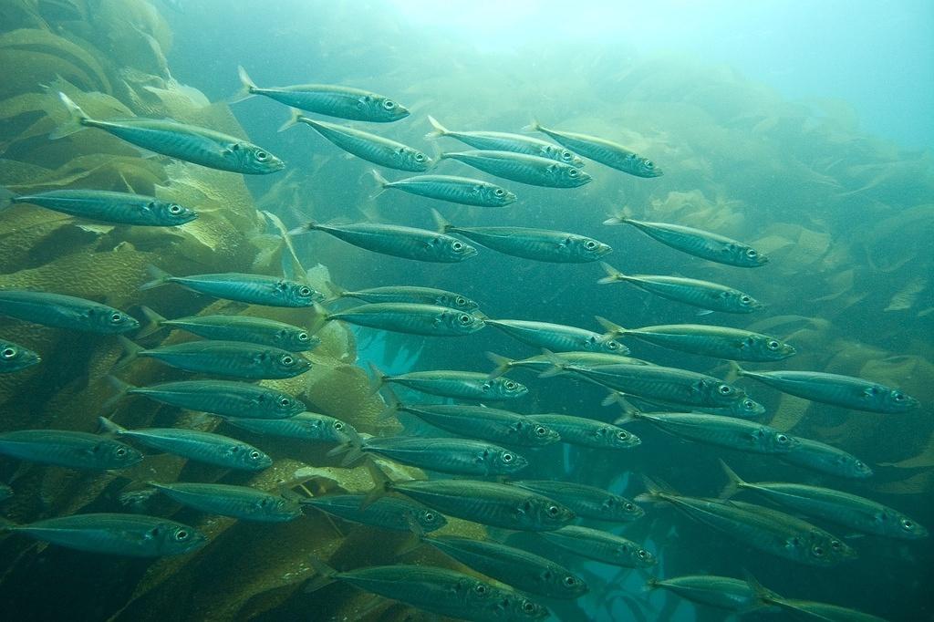 Sardine school