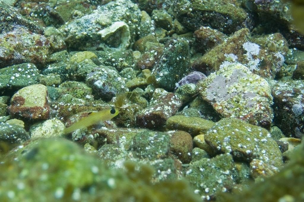 Black eyed goby