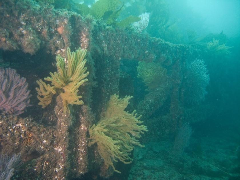 Gorgonians on the swim platform