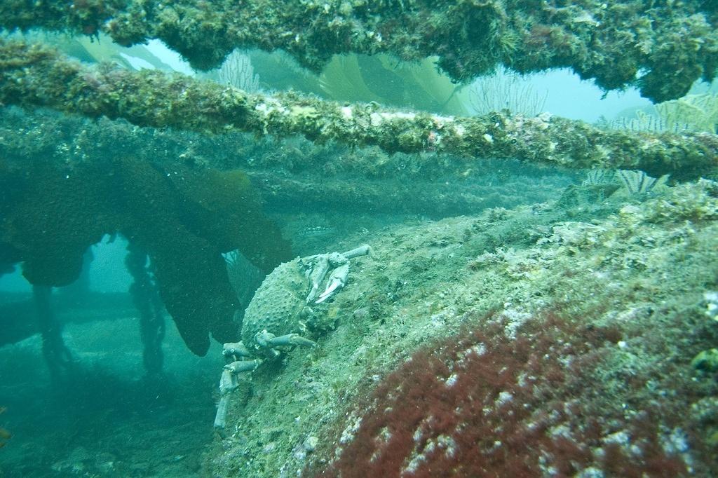 A sheep crab on the platform