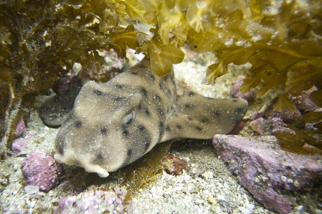 Baby horn shark