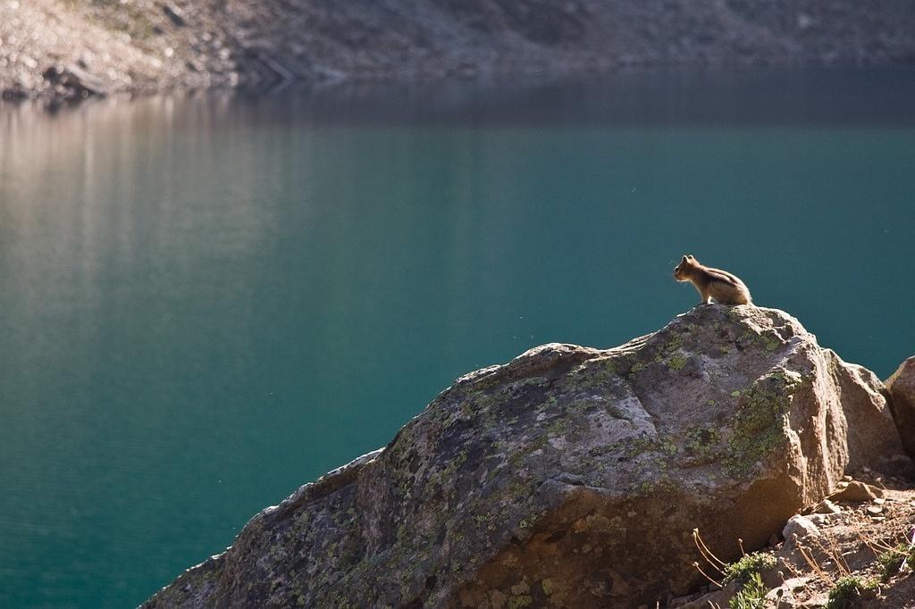Chipmunk perched over Lake Agnes
