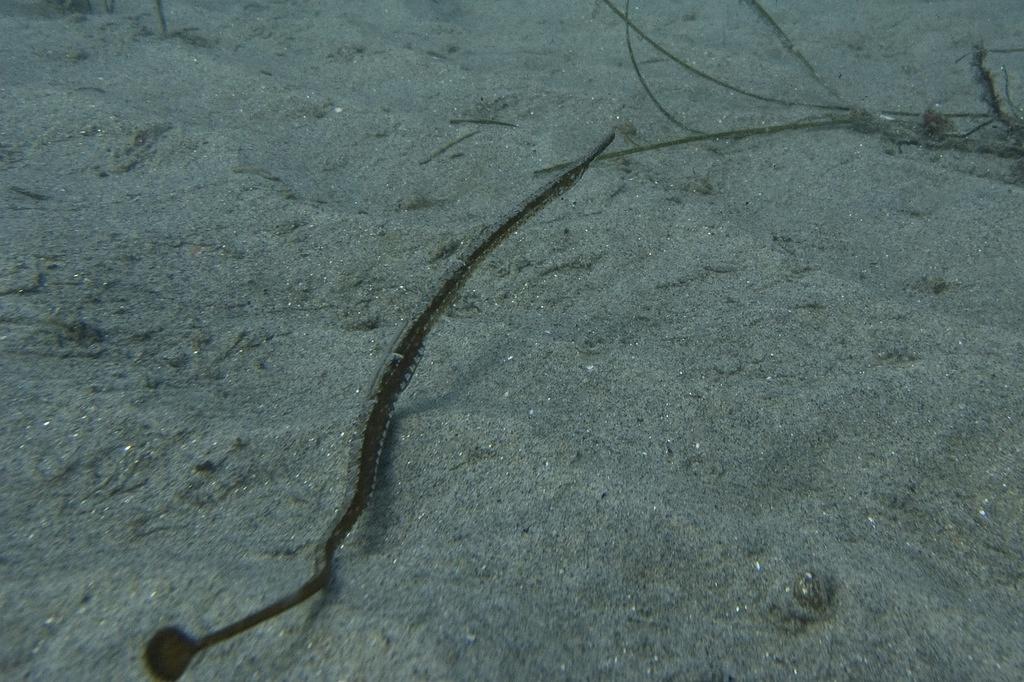 Bay pipefish