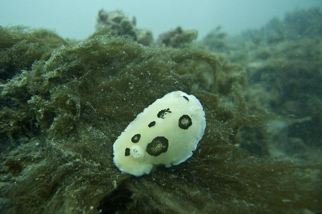 San Diego dorid