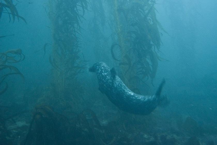 A seal swimming by