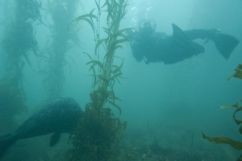 Seal checking Mani out