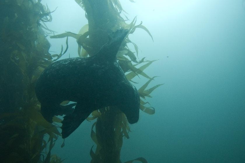 Seal playing around in the kelp