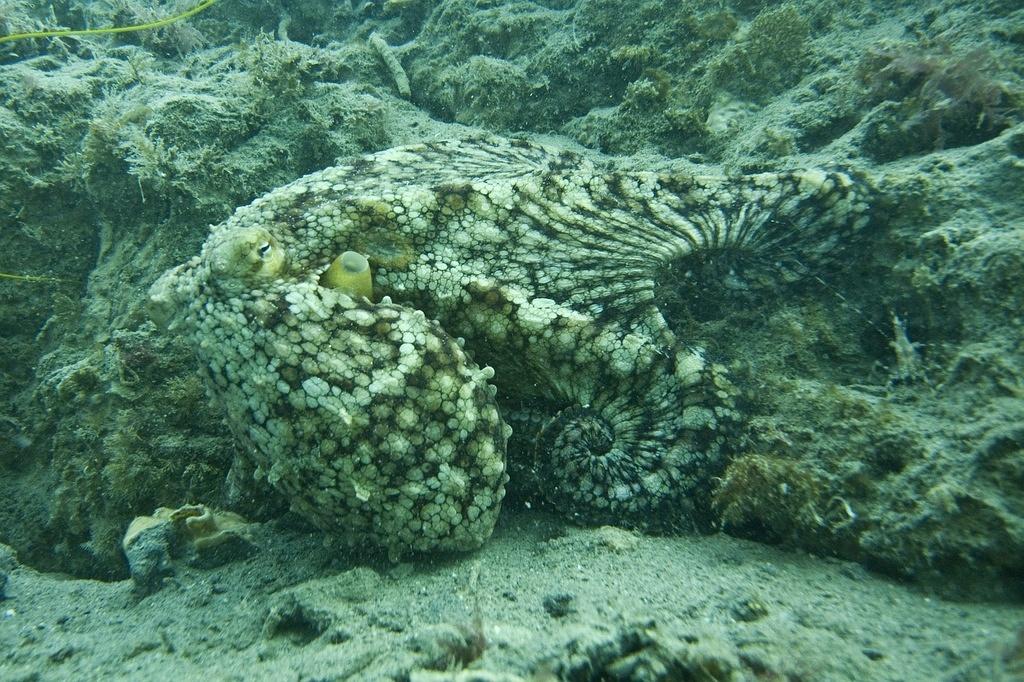 Octopus moving along the wall