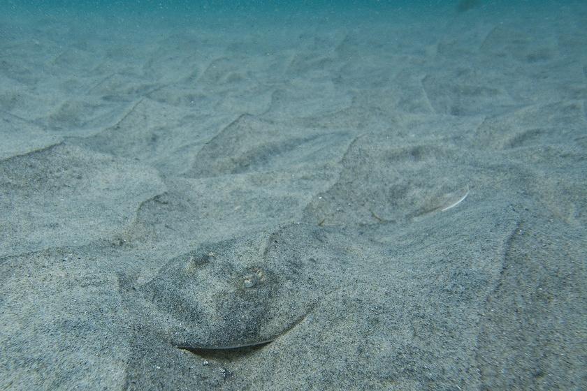 Thornback ray in the sand