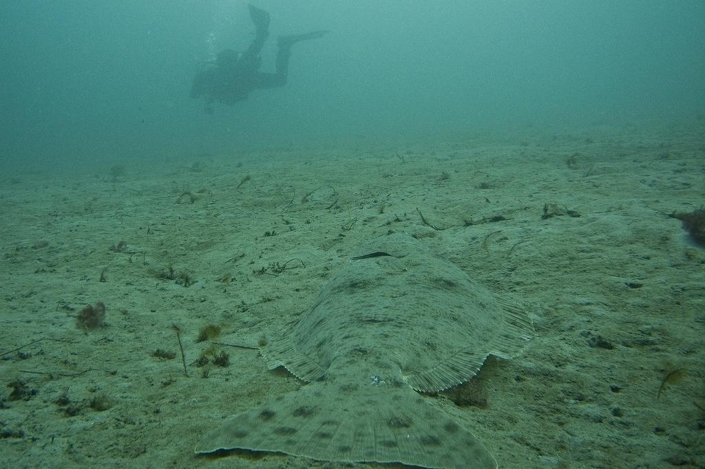 A large flounder blends in