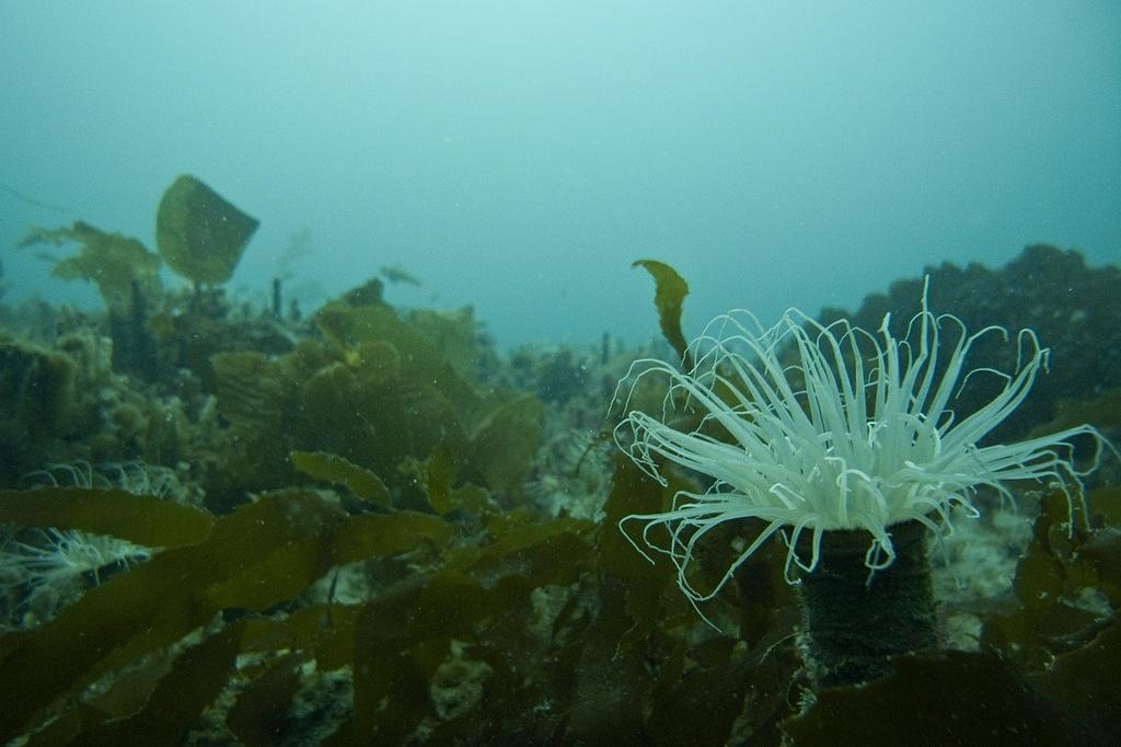 Tube dwelling anemone