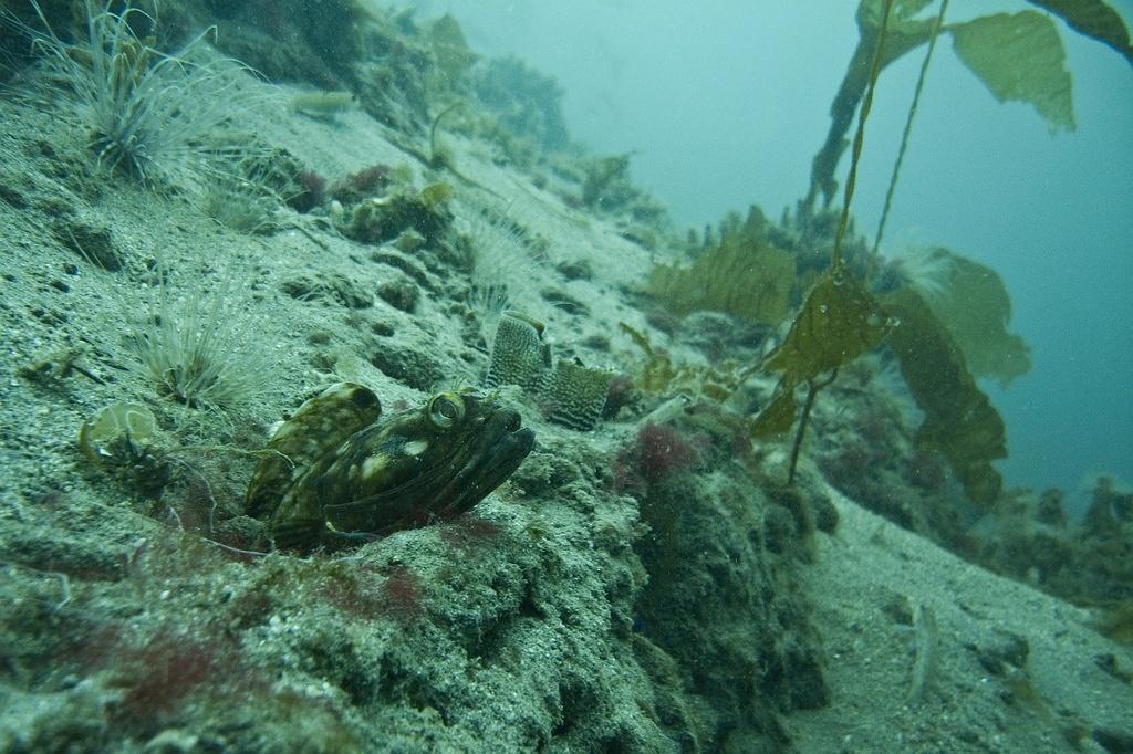 Fringehead keeping watch