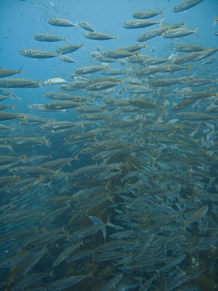 School of mackerel