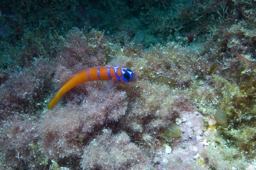 Catalina goby