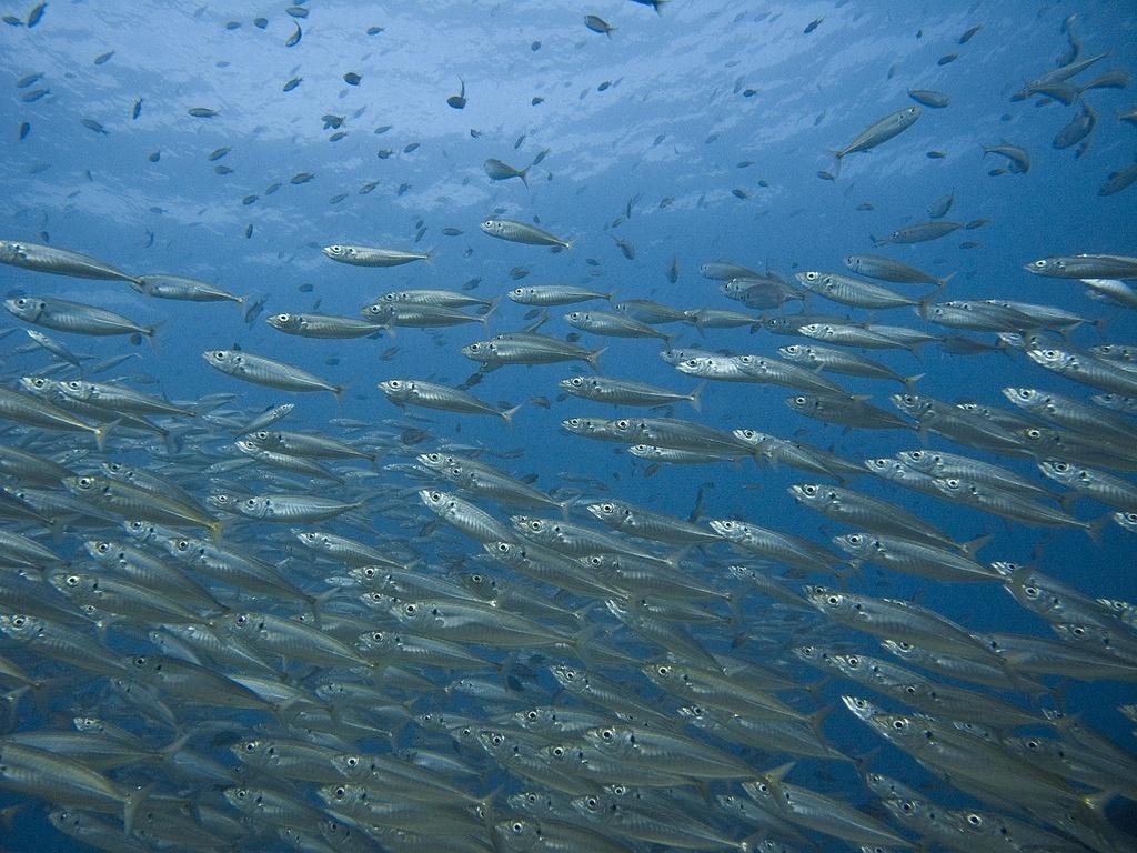 School of mackerel