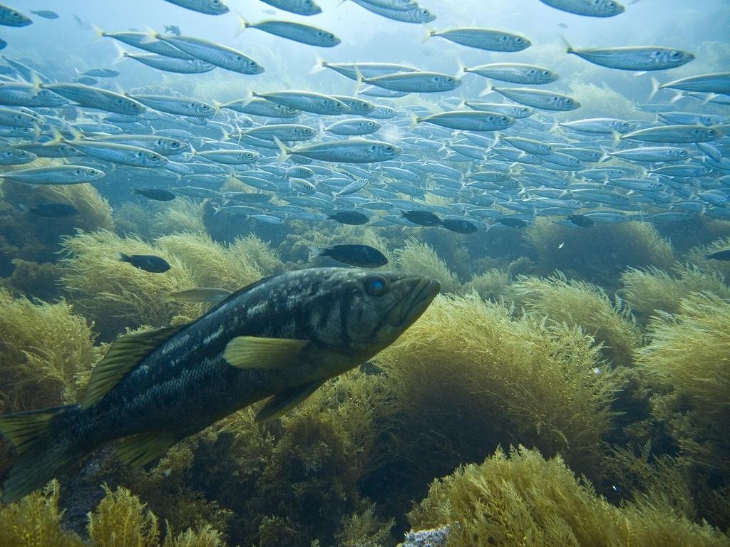 Kelp bass with the mackerel