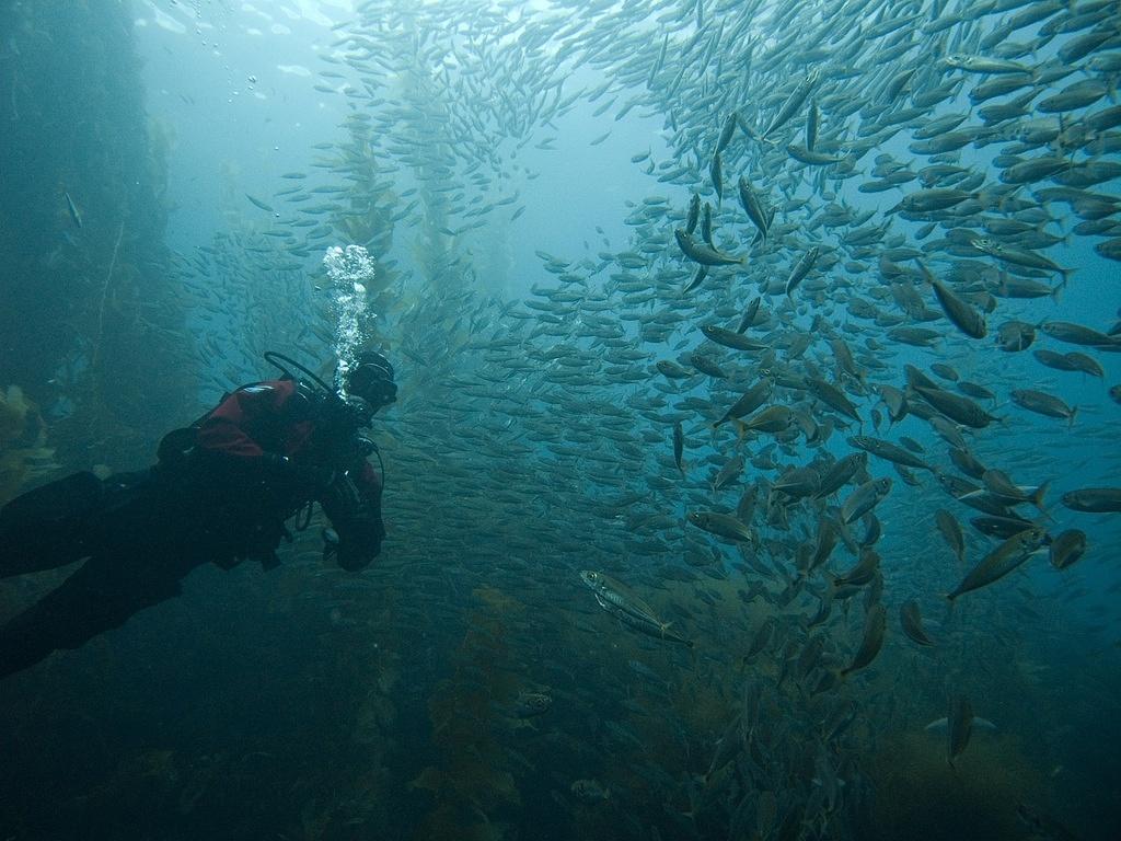 Paul and some more mackerel