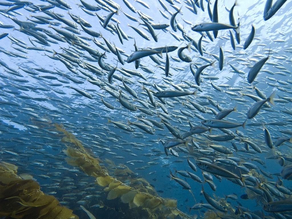 Loads of Mackerel