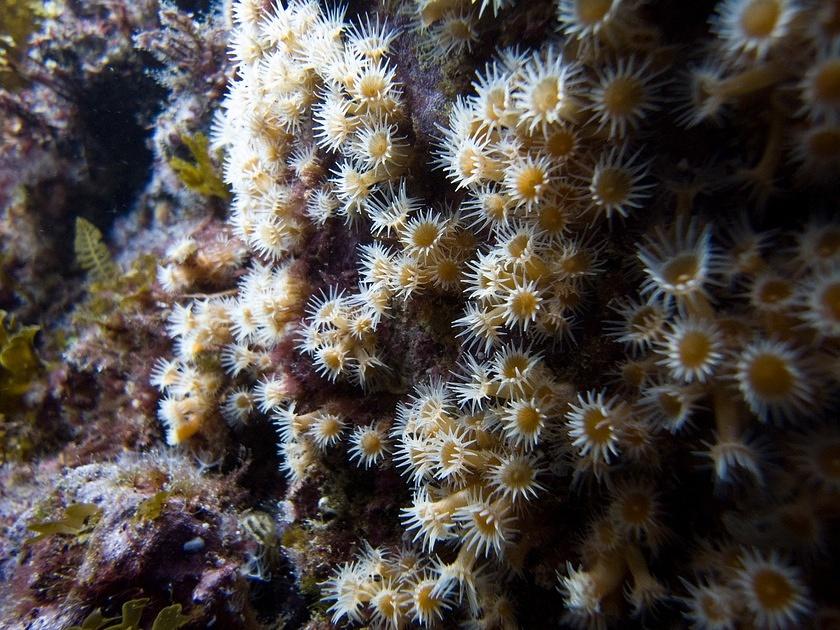 Yellow anemones