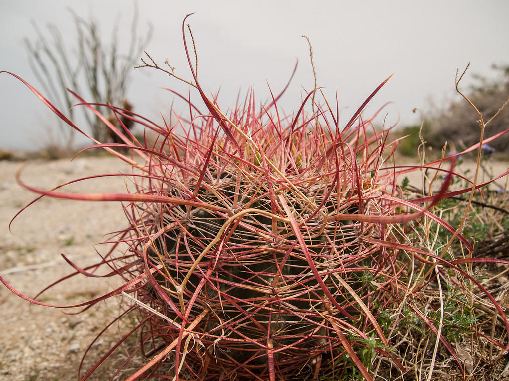Twisty spines on a barrel cactus