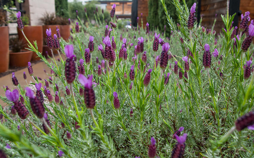 Lavender flowers