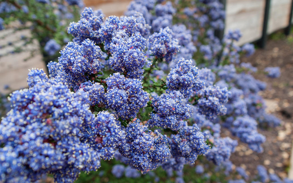 Blue flower bunches
