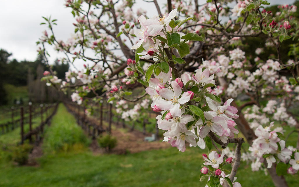 Apple flowers