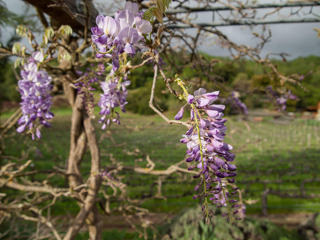 Wisteria flowers