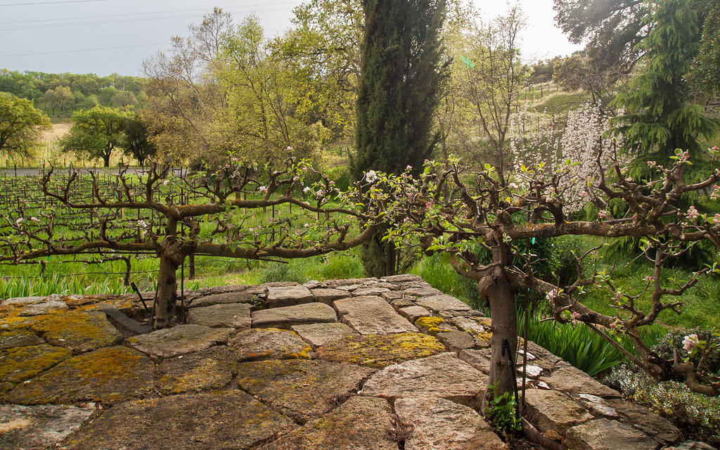 Apple tree fence