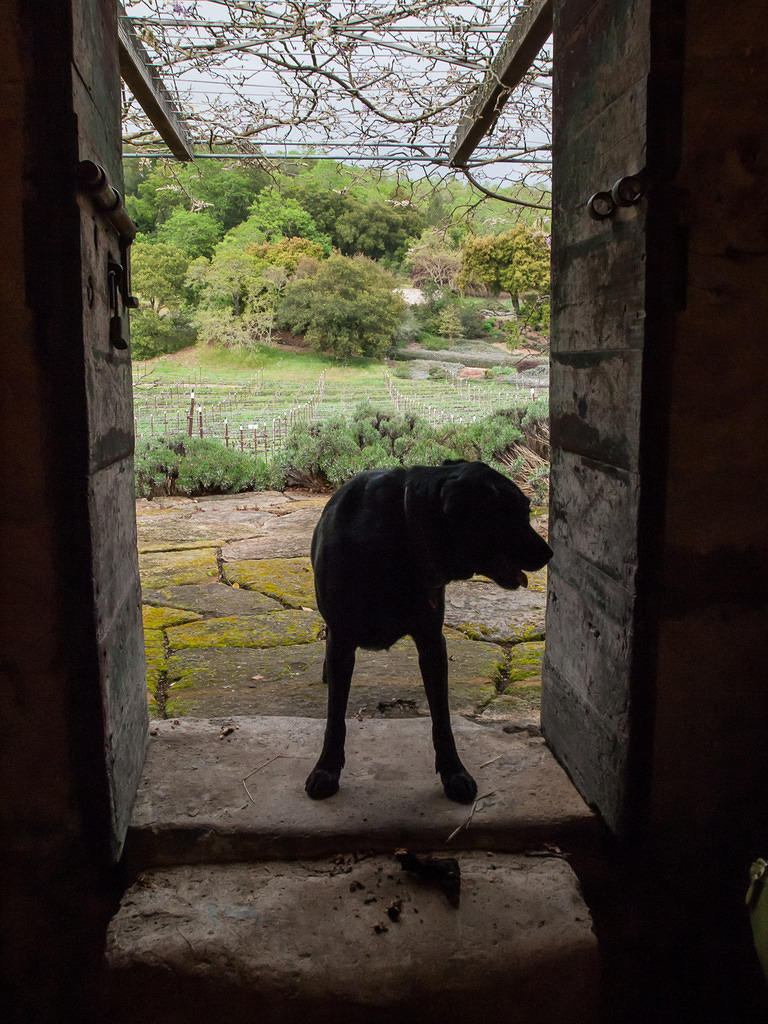 The Terraces farm dog