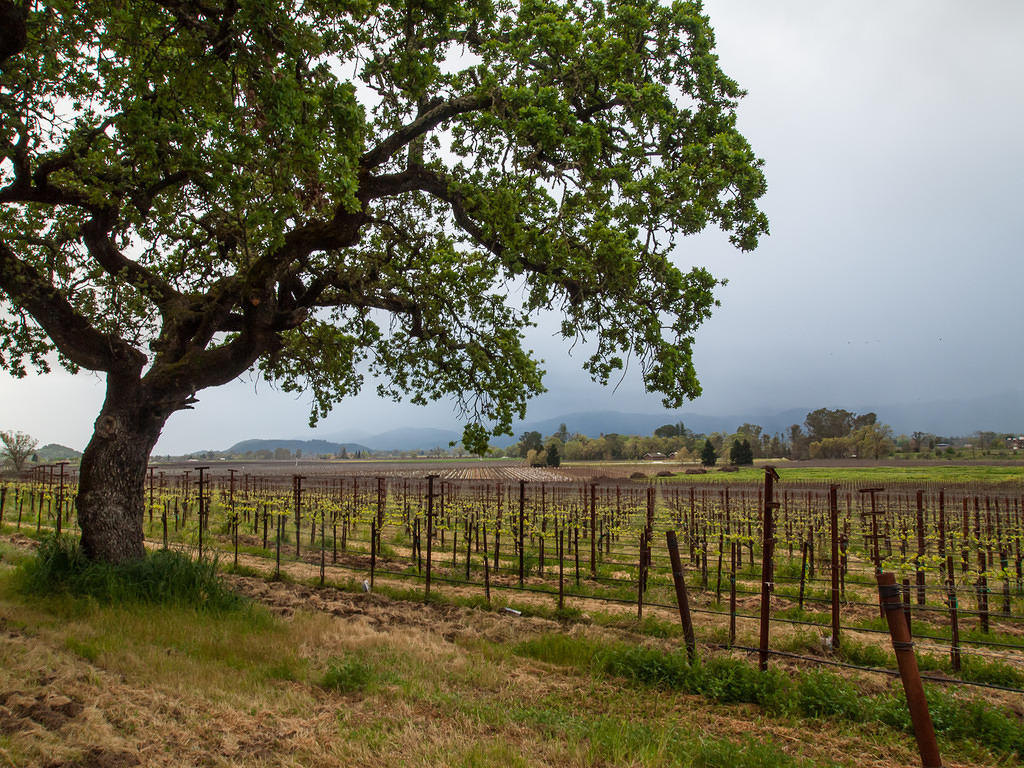 Oak and vines