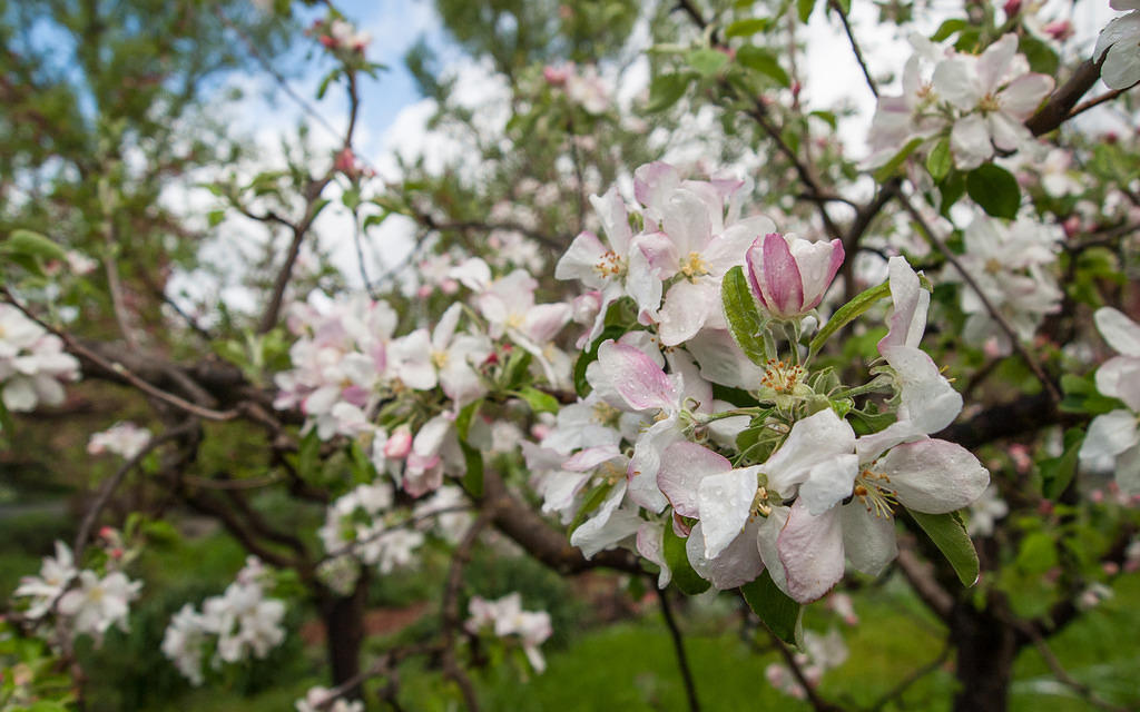 Fruit blossom