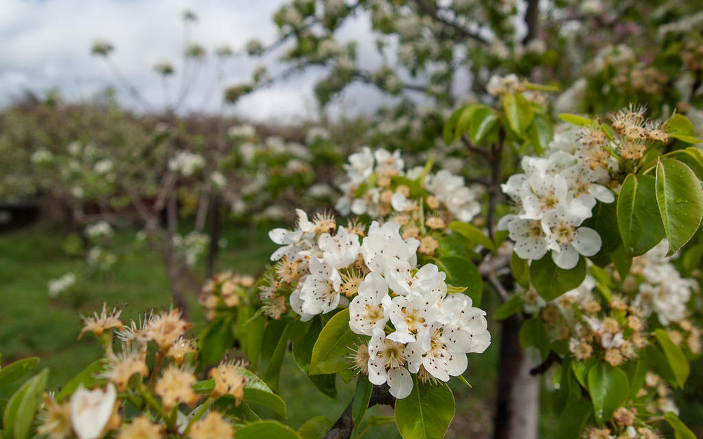 Apricot blossoms