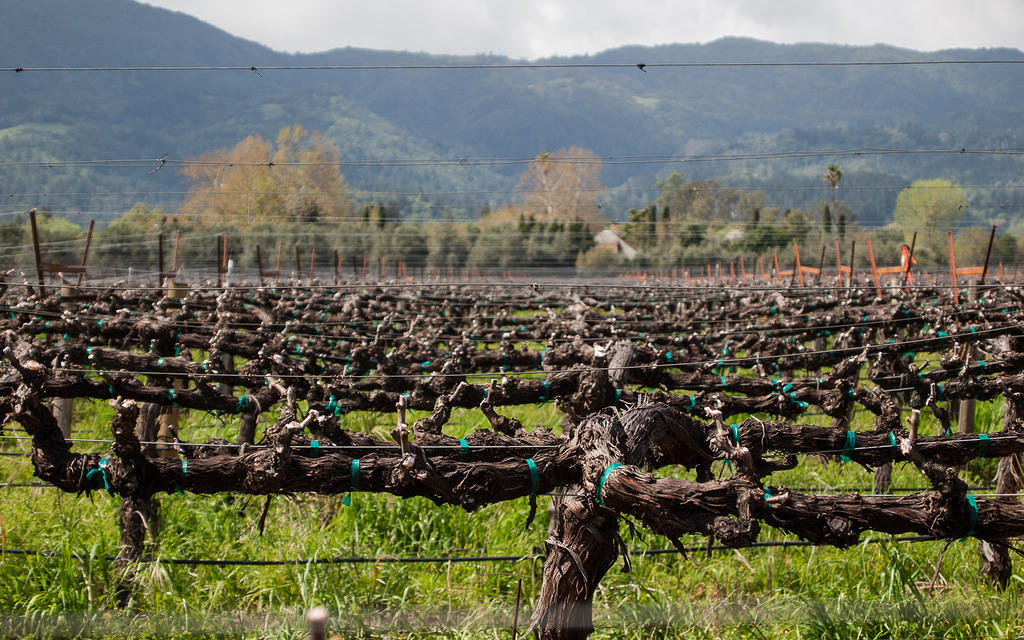 Vine rows