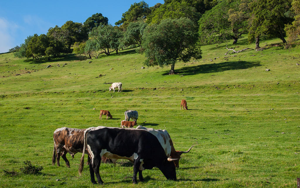 Happy cows