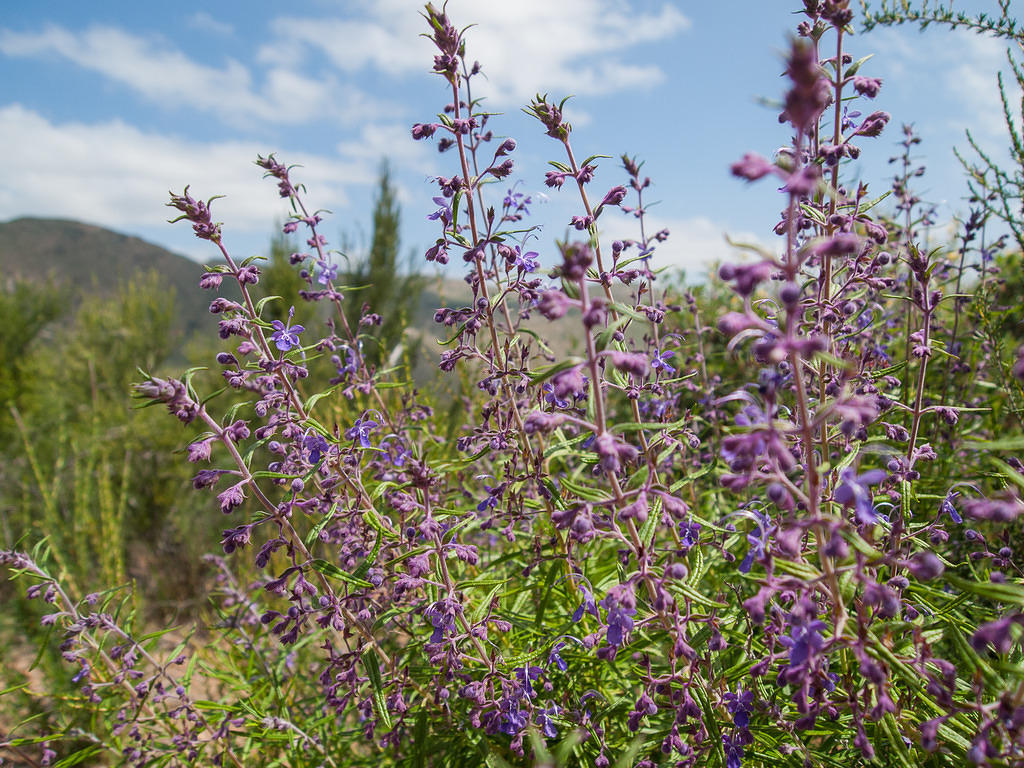 Purple flowers