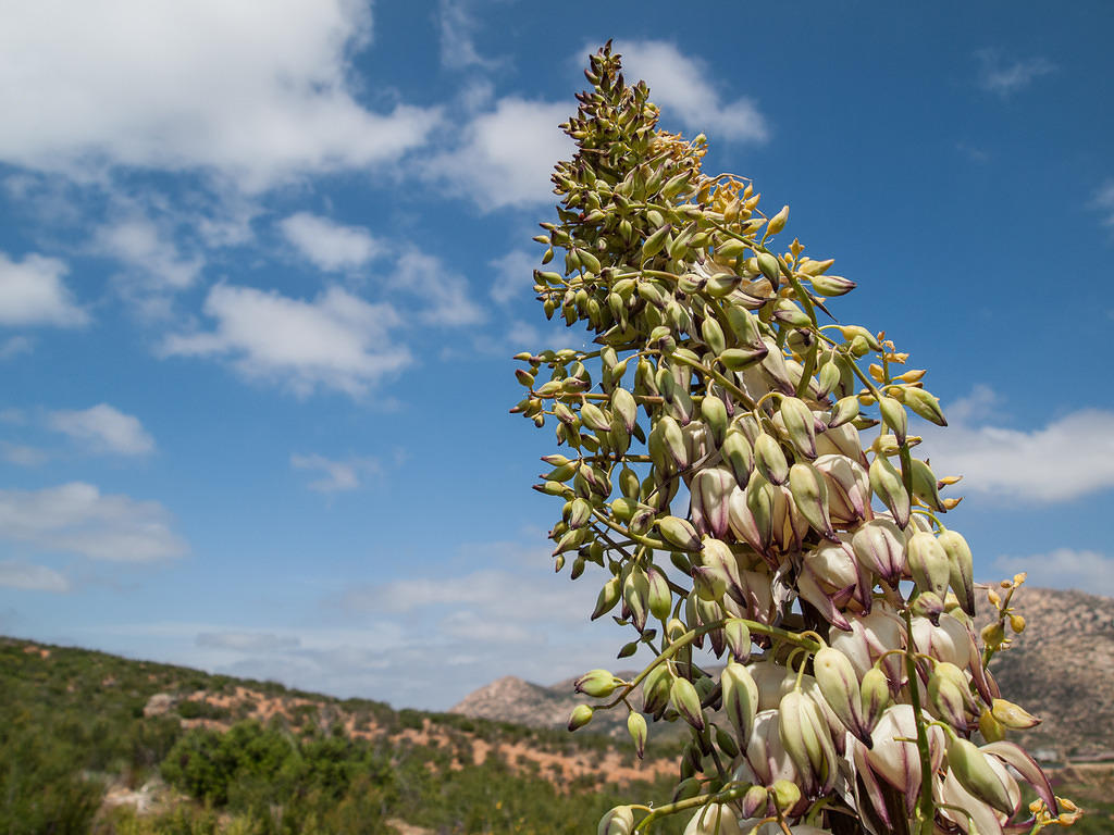 Yucca bloom