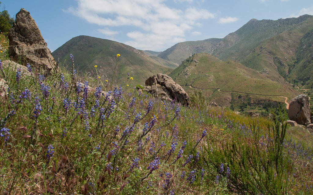 Desert lupine