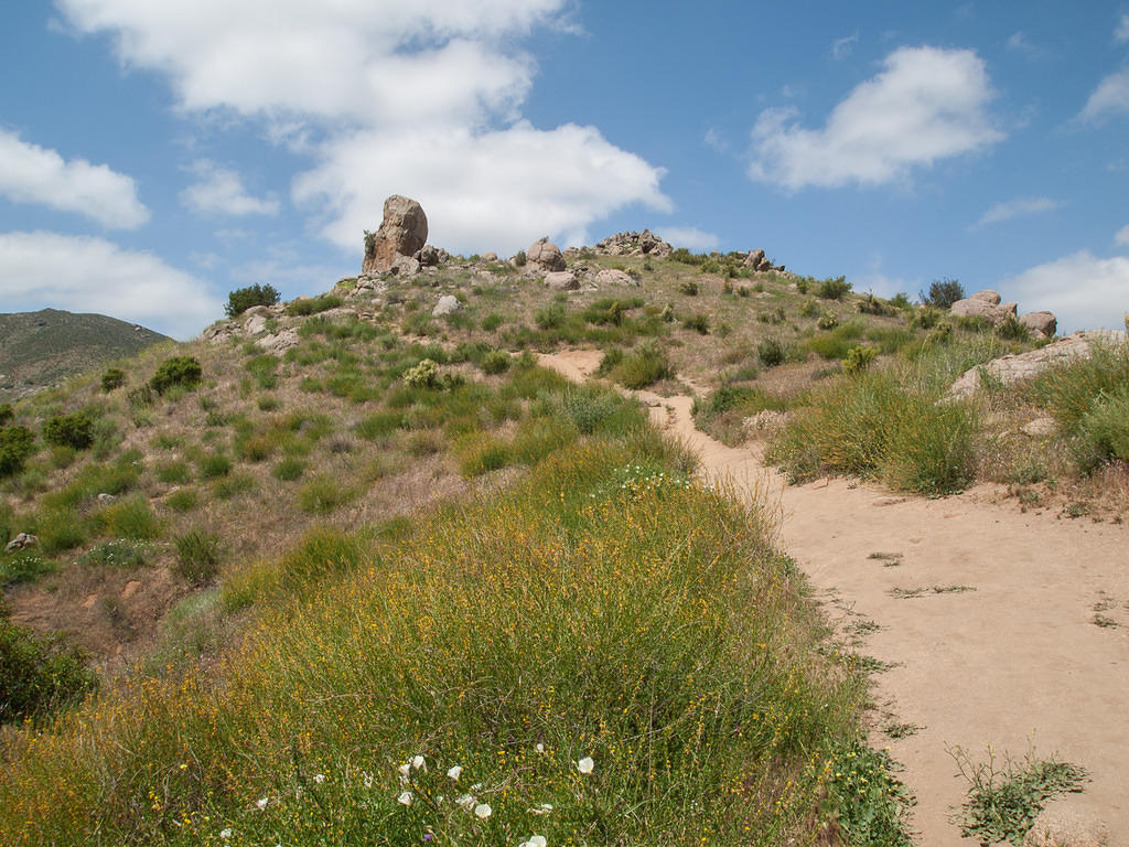 Wildflowers and the trail