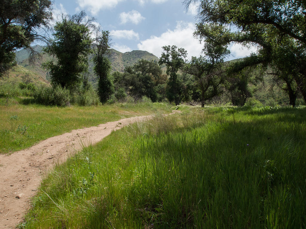 Lush green and black oaks