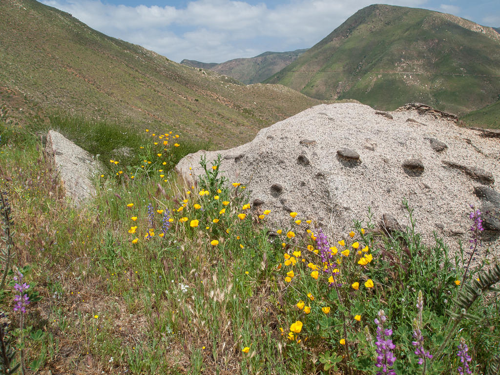 Flowers and rocks