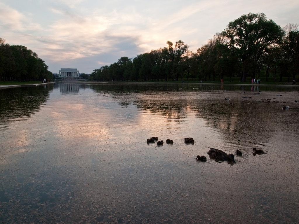 Ducks in the Lincoln Memorial Reflecting Pool